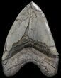 Serrated, Fossil Megalodon Tooth - South Carolina #41612-2
